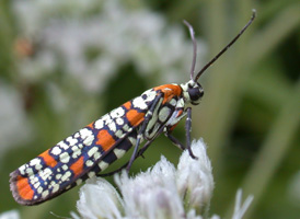 Ailanthus Webworm